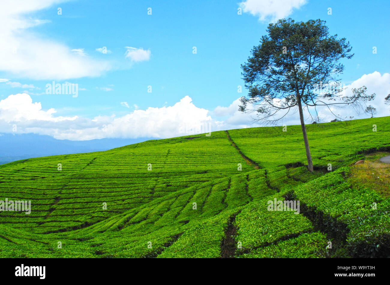 Tea plantation on the hill Stock Photo Alamy