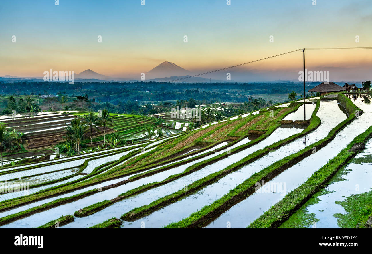 Samoki Rice Terraces Rice terraces on bali hi-res stock photography and images - Alamy