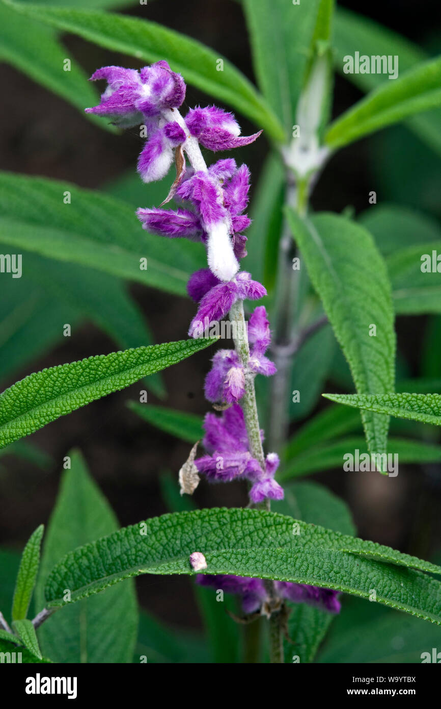 Salvia leucantha Stock Photo