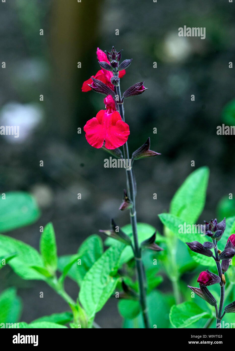 Salvia x jamensis 'Maraschino' Stock Photo