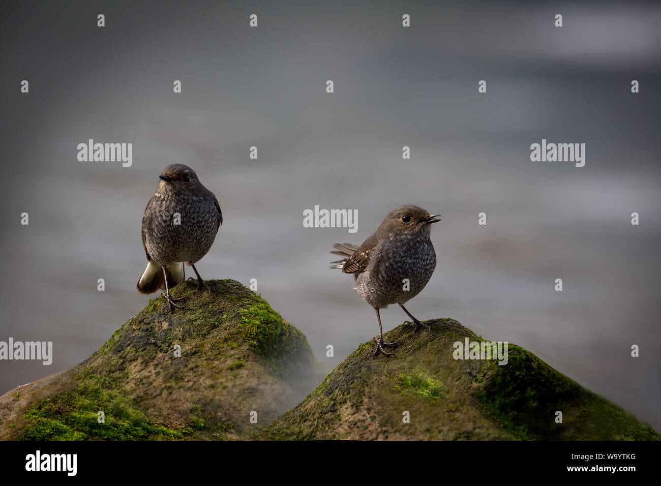 Red tail water Robins Stock Photo Alamy