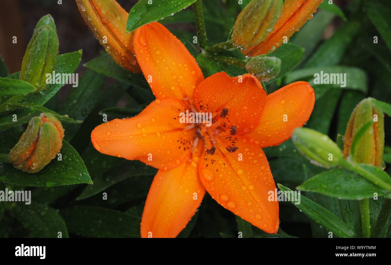 Lily seeds hires stock photography and images Alamy