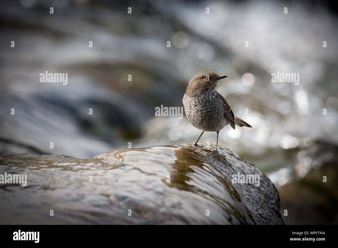 Red tail water Robins Stock Photo Alamy