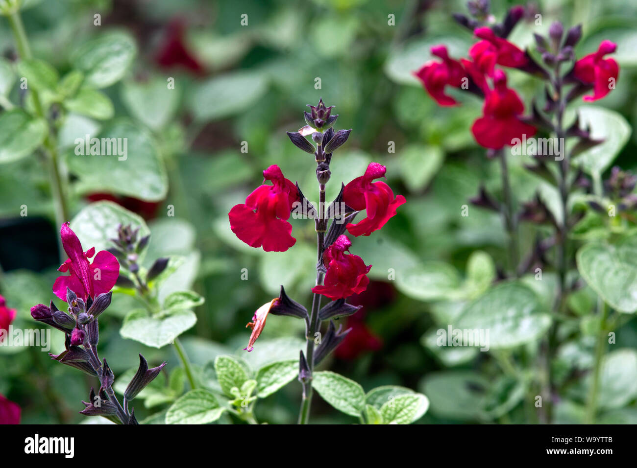 Salvia 'Dyson's Crimson' Stock Photo