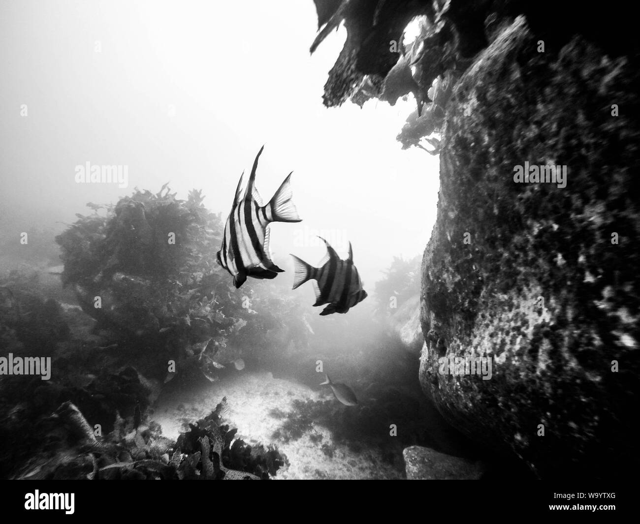 Grayscale underwater shot of fishes Stock Photo