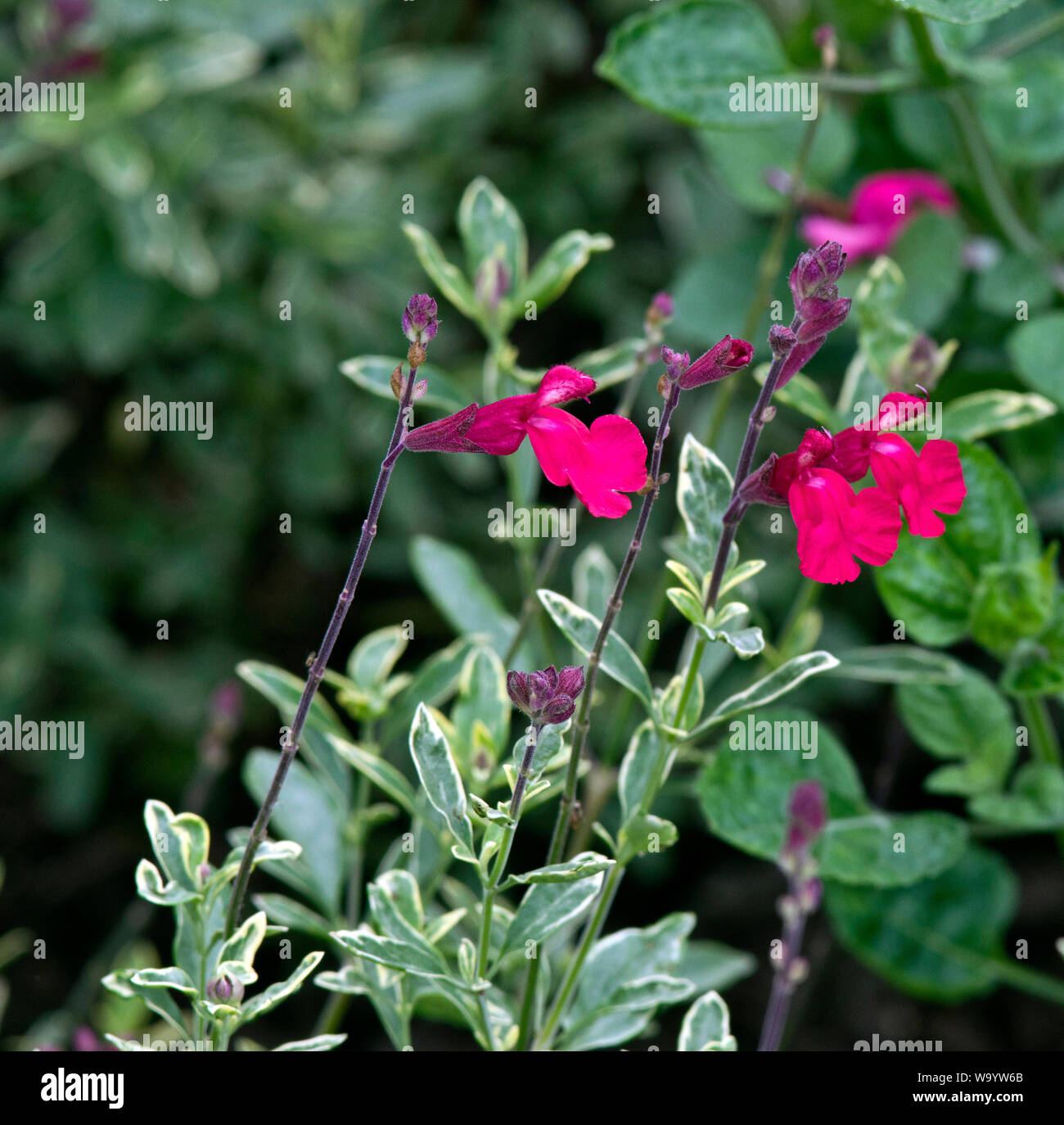 Salvia greggii 'Caramba' Stock Photo