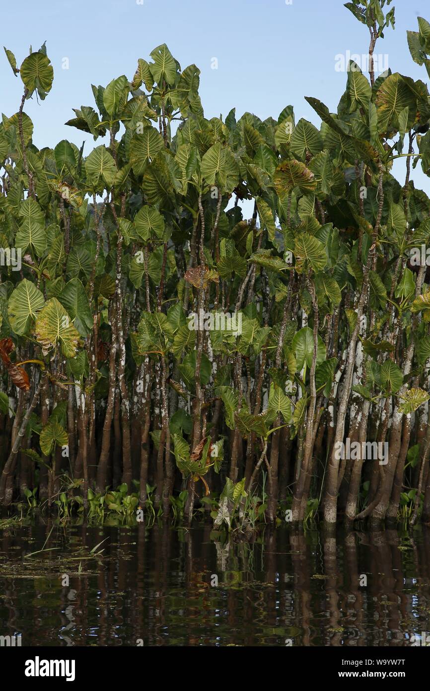 Emergent Montrichardia cfr linifera,  Kaw Marshes, French Guiana, France Stock Photo