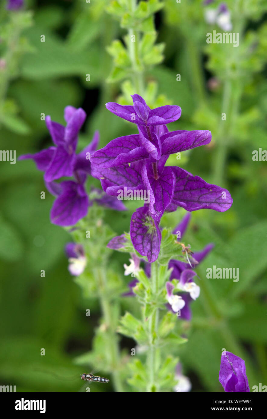 Salvia viridis 'Blue' Stock Photo