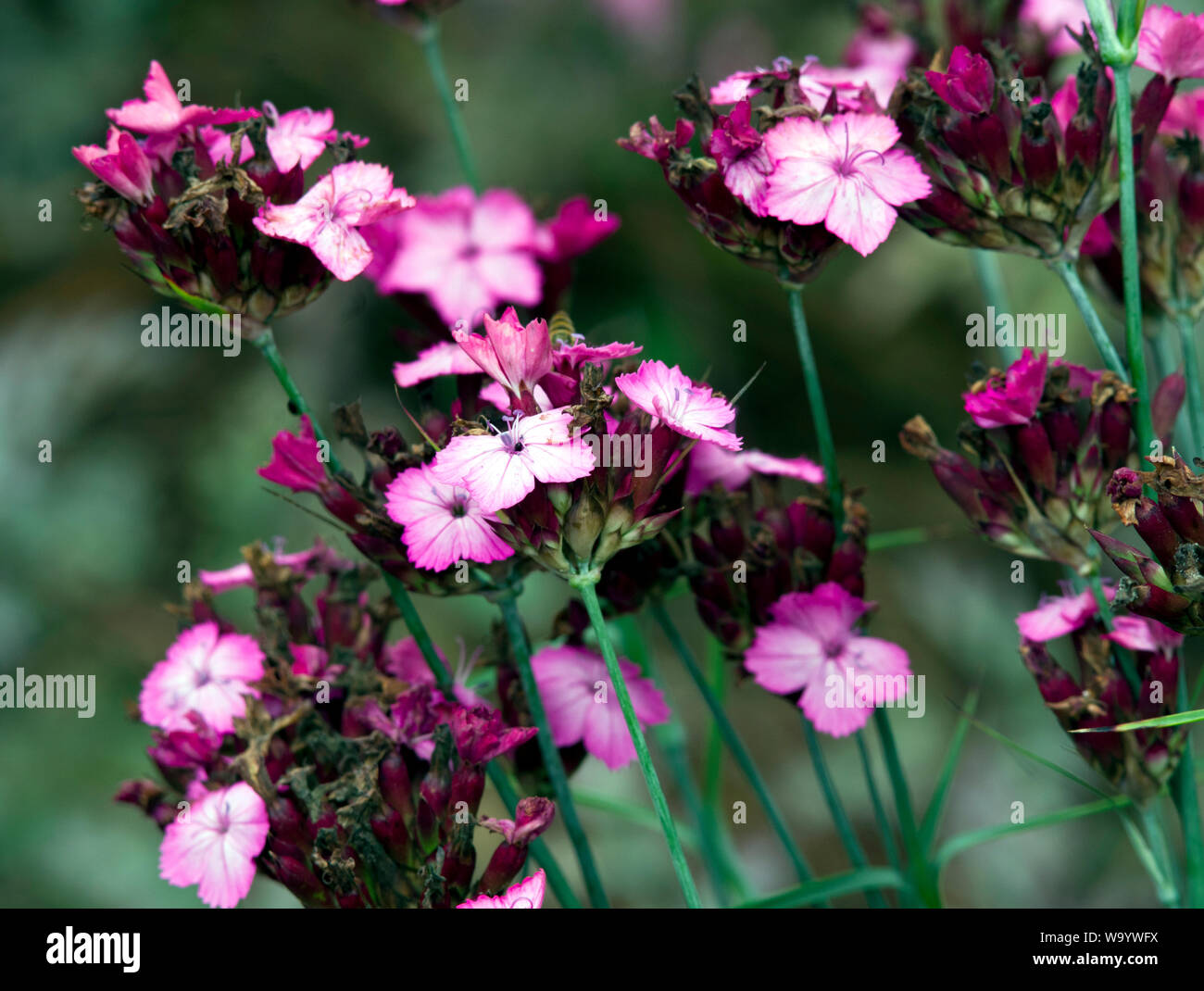 Dianthus carthusianorum Stock Photo