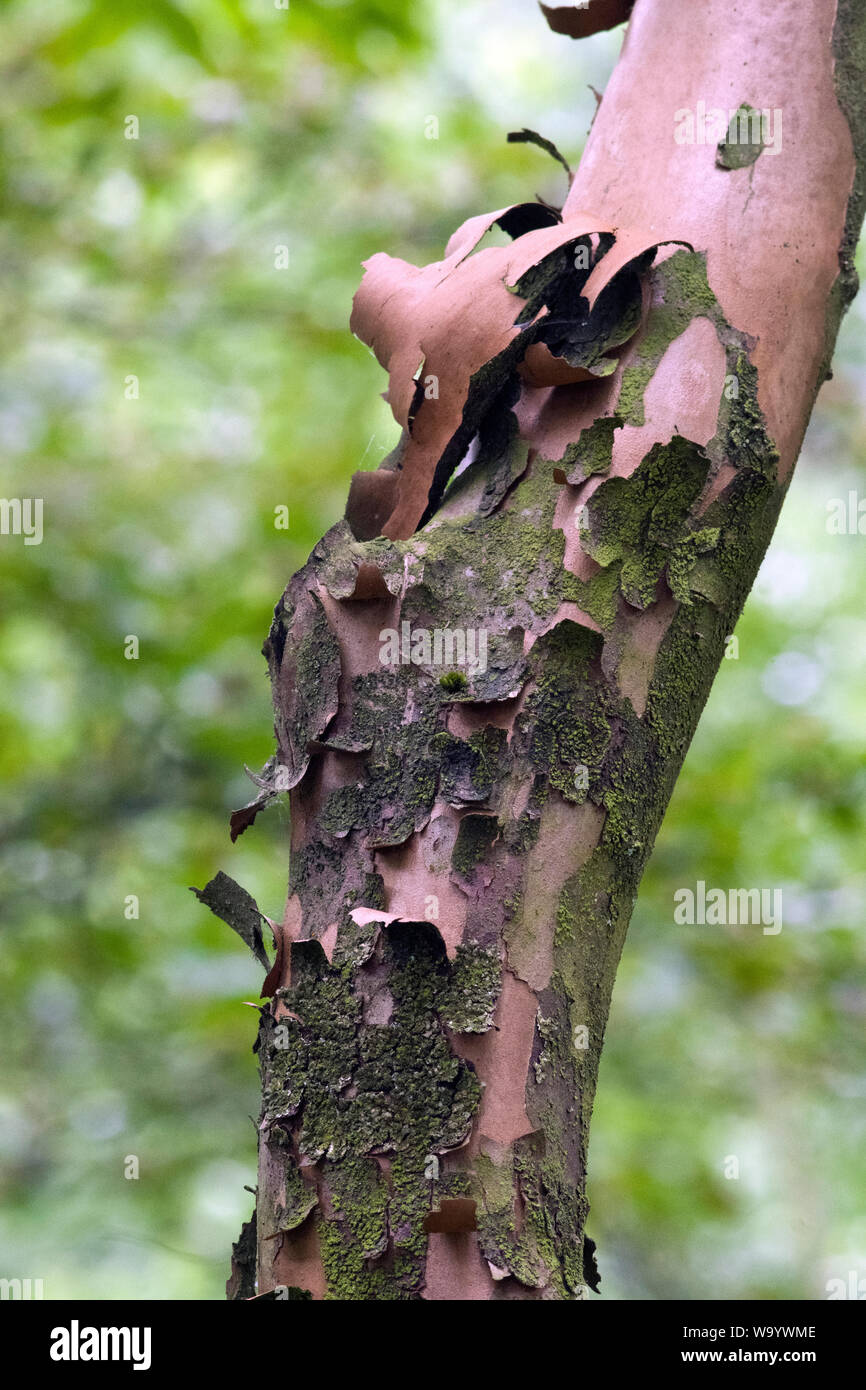 Stewartia pseudocamellia flaking bark Stock Photo