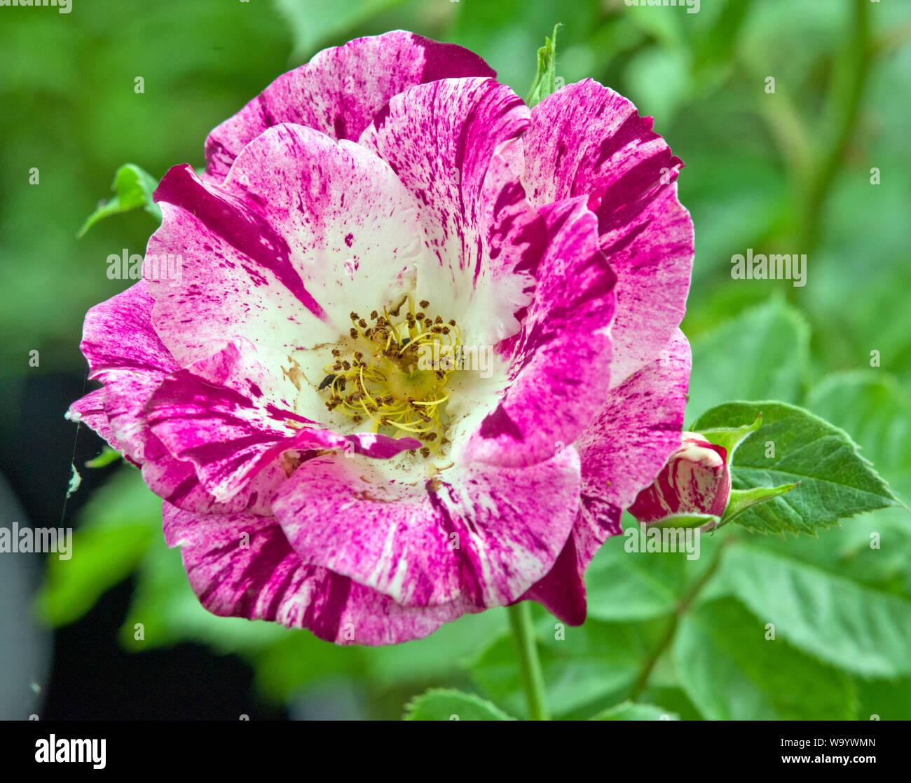 Rose Oh Wow Stock Photo