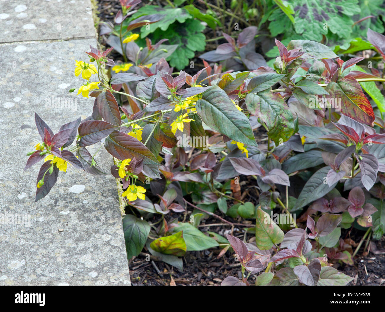 Lysimachia ciliata 'Firecracker' Stock Photo