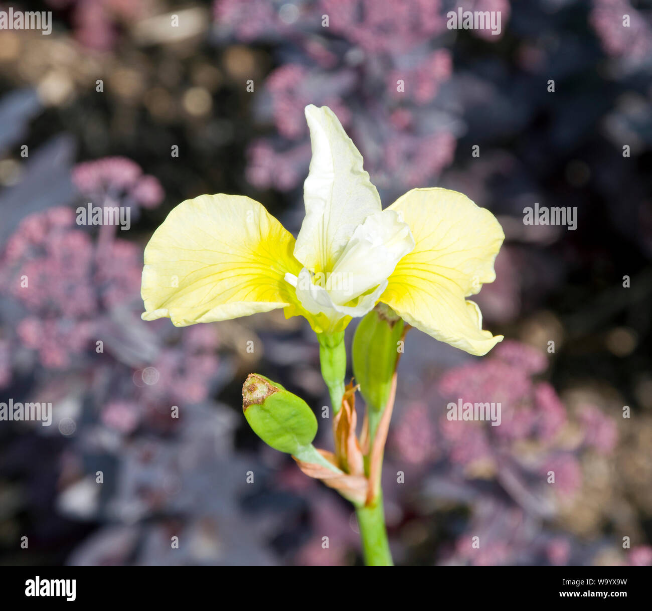 Iris 'Butter and Sugar' Stock Photo