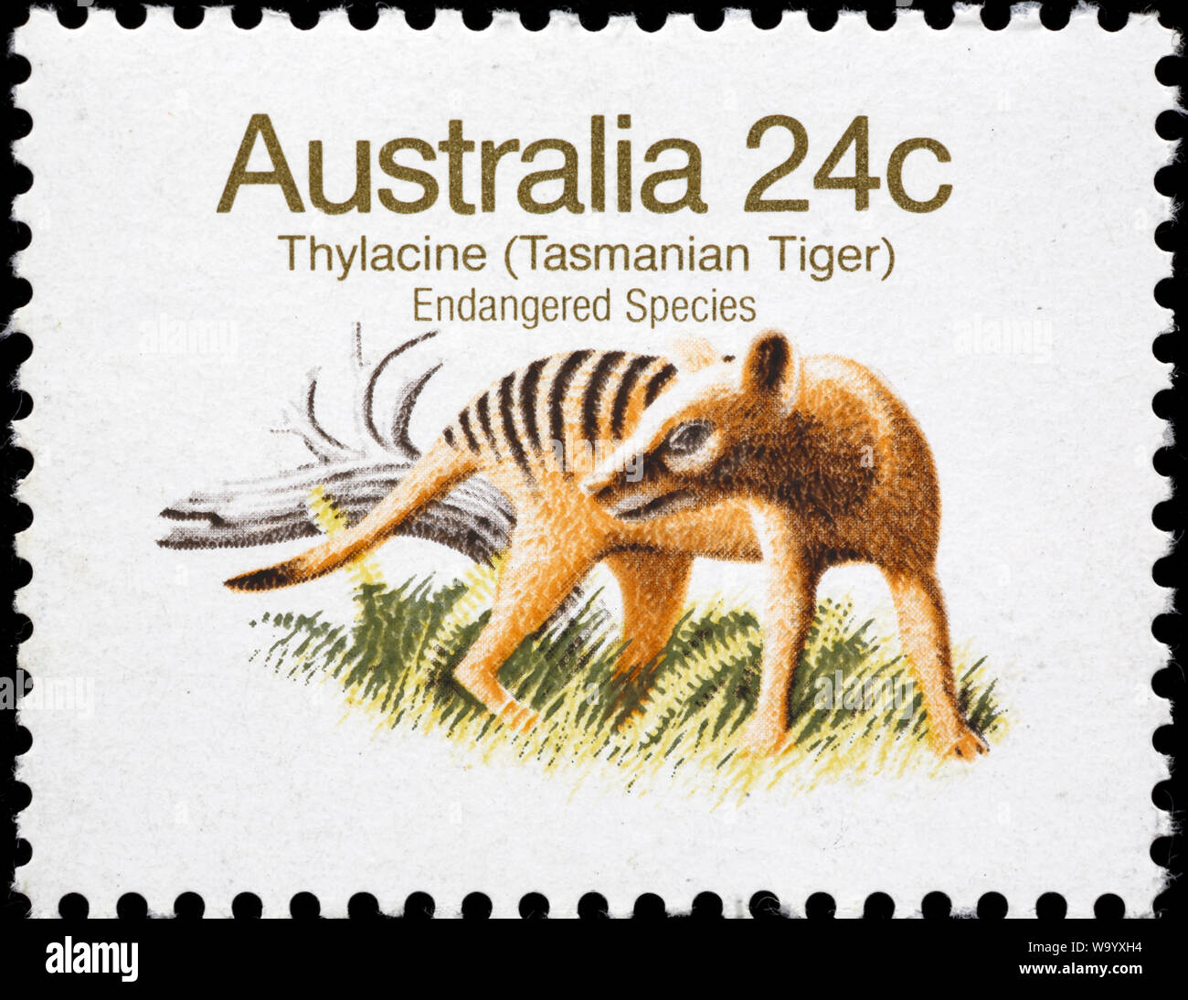 Tasmanian tiger,Thylacine, Thylacinus cynocephalus, postage stamp, Australia, 1981 Stock Photo