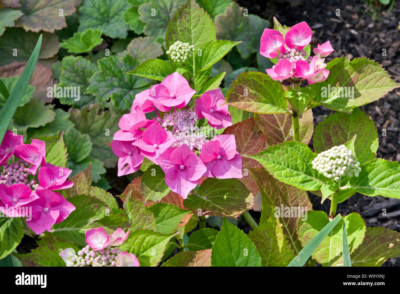 Hydrangea macrophylla ‘Blaumeise’ Stock Photo