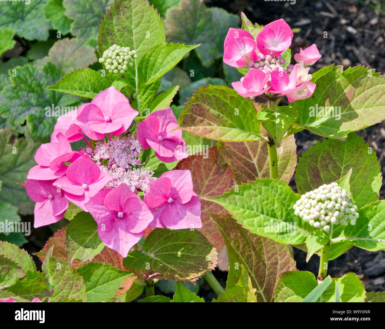 Pink and blue hydrangea hi-res stock photography and images - Alamy