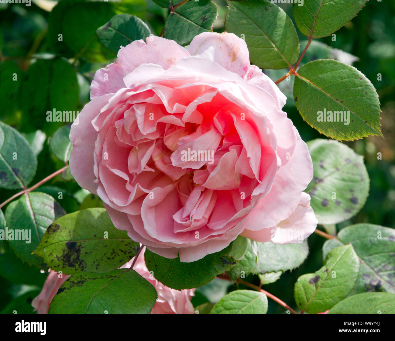 Rose Brother Cadfael Stock Photo