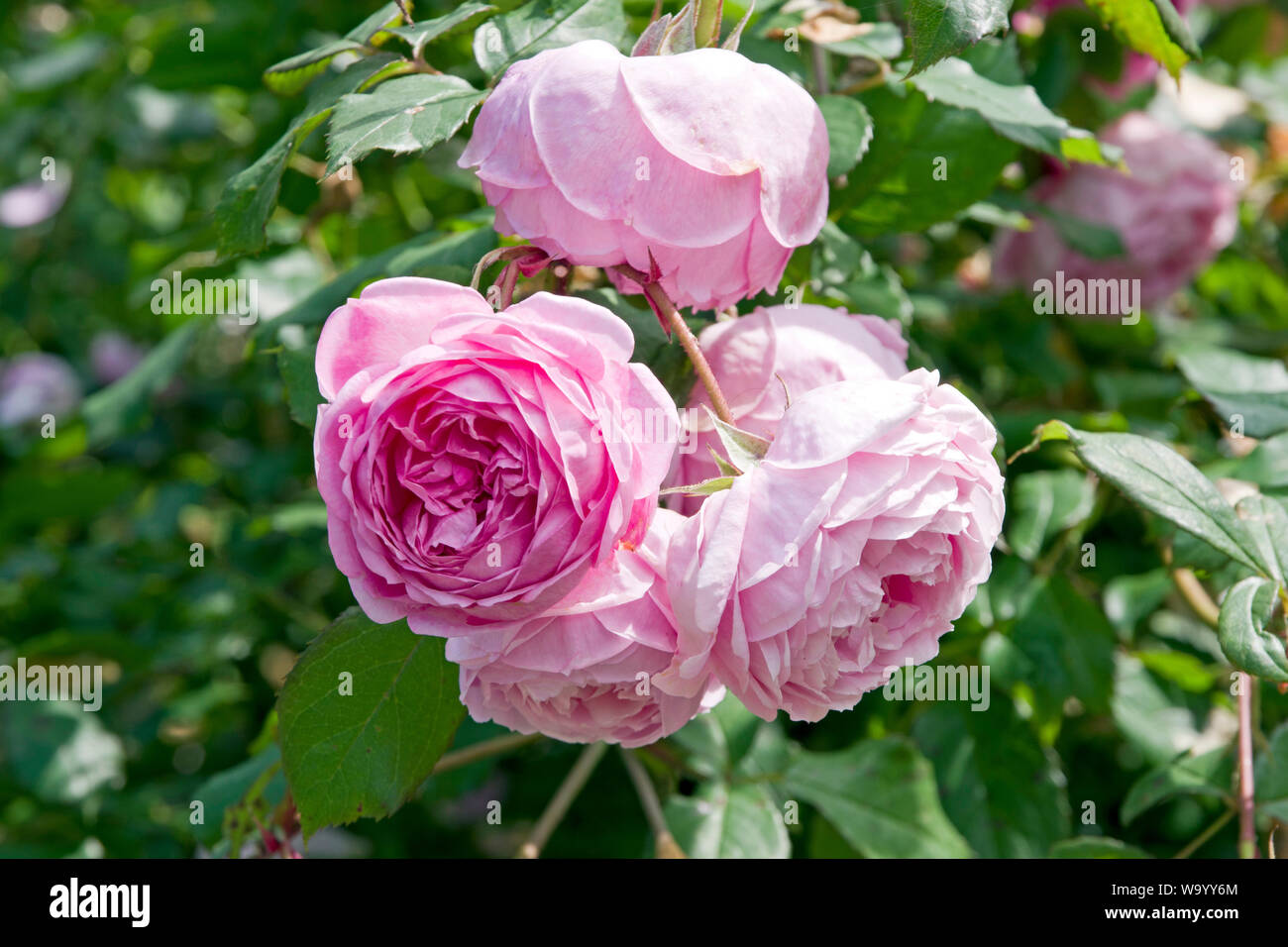 Rose Alan Titchmarsh Stock Photo