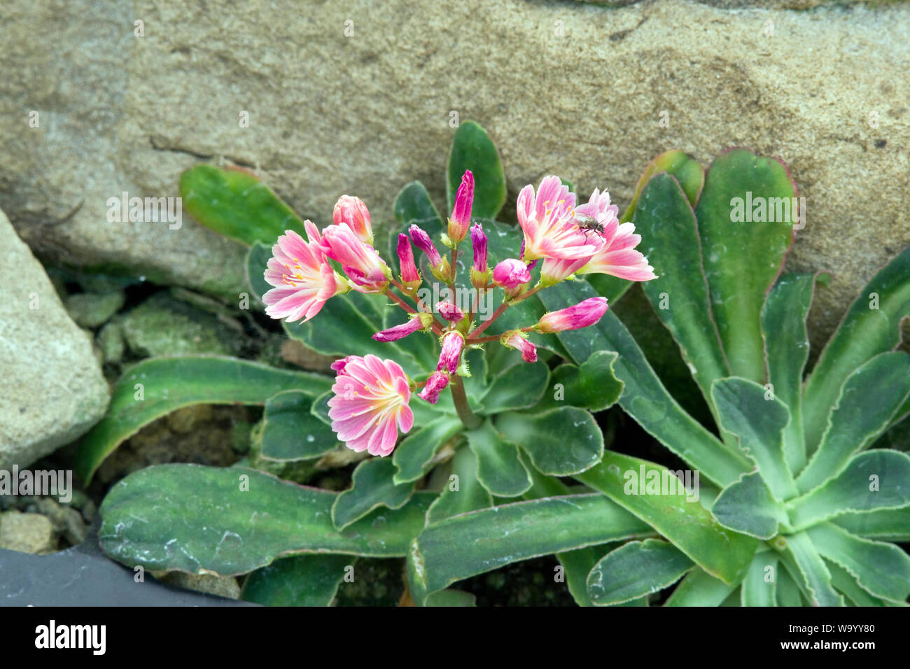 Lewisia cotyledon Stock Photo