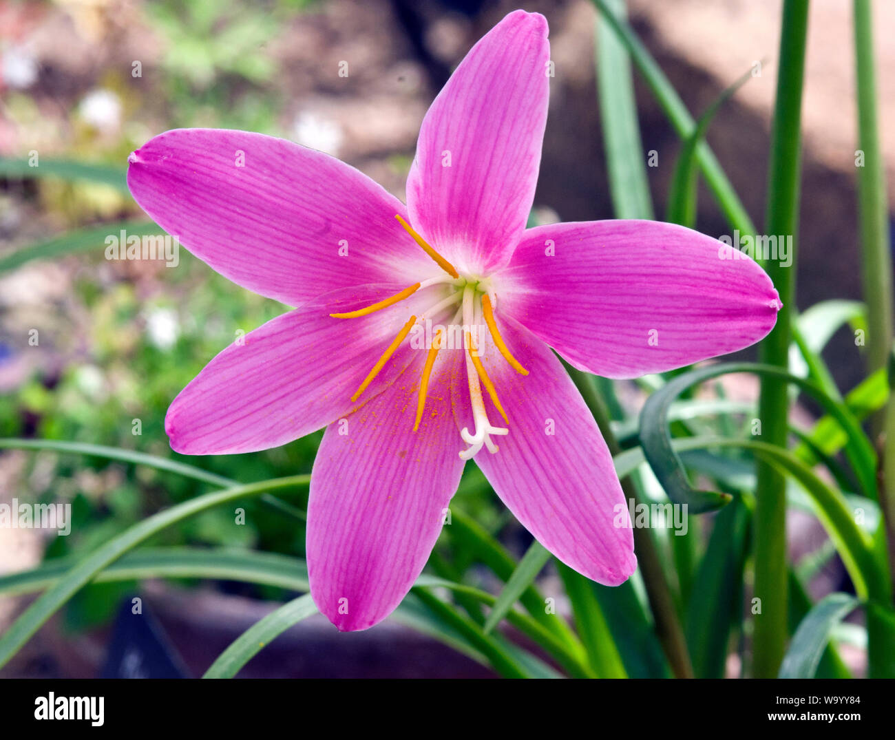 Habranthus robustus Stock Photo