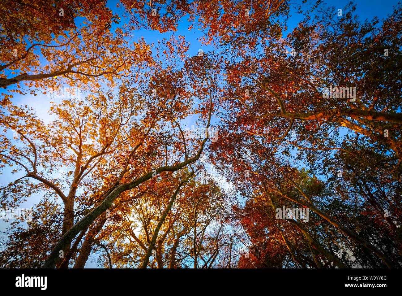 Low angle shot of tall trees with red and yellow leaves and a blue sky ...