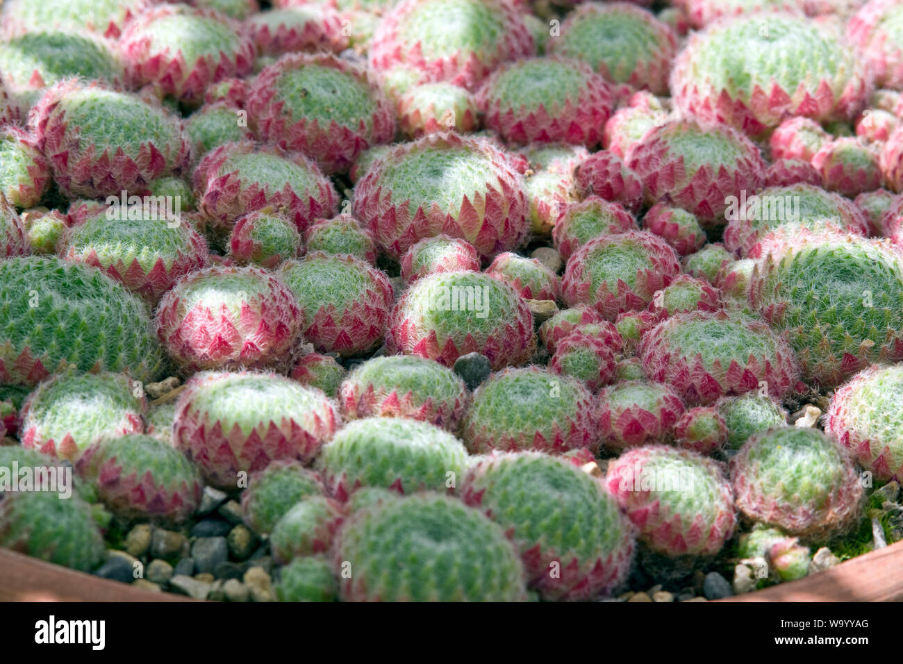 Sempervivum ciliosum var. borisii Stock Photo
