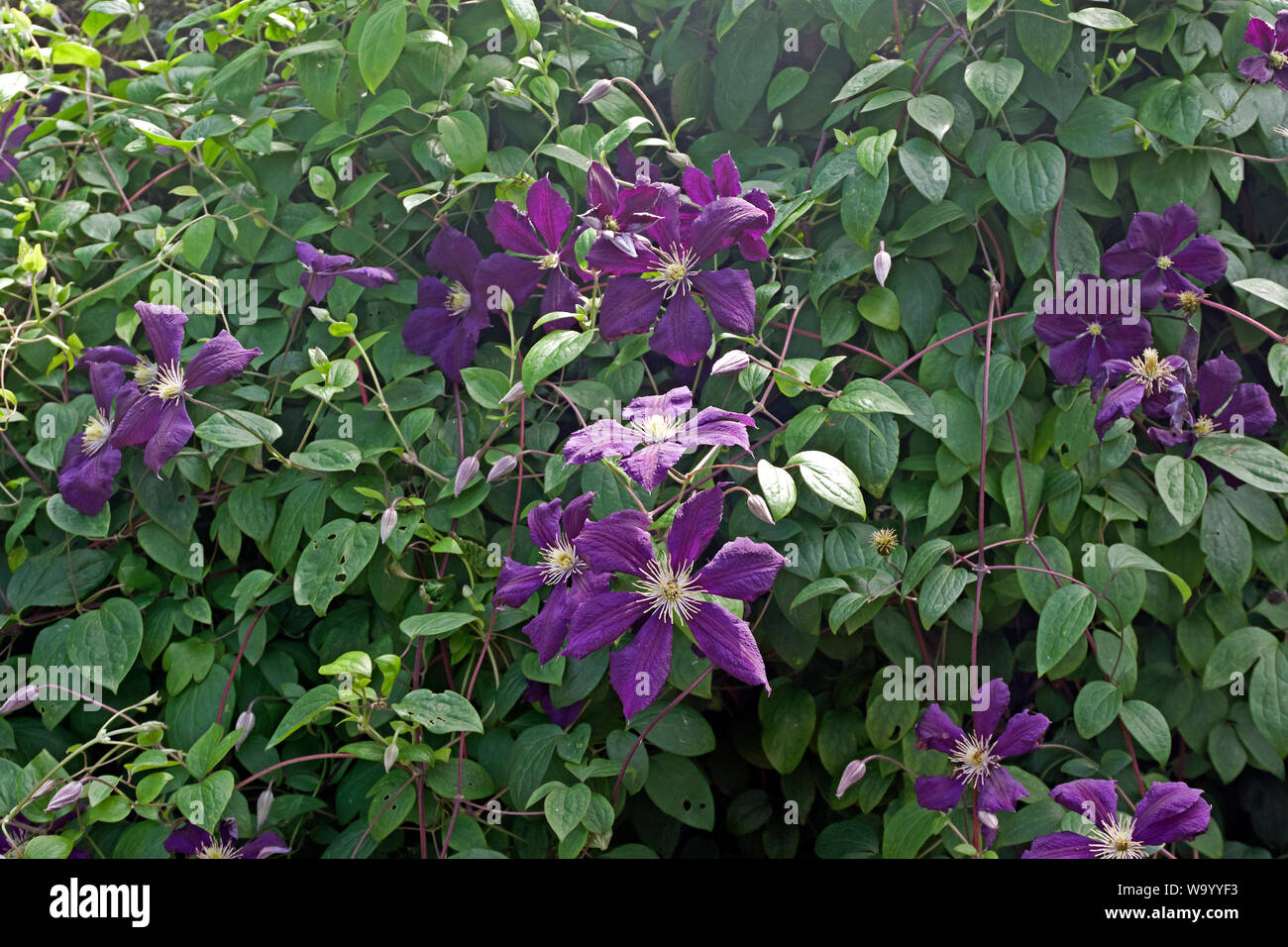 Clematis 'Blue Belle' Stock Photo