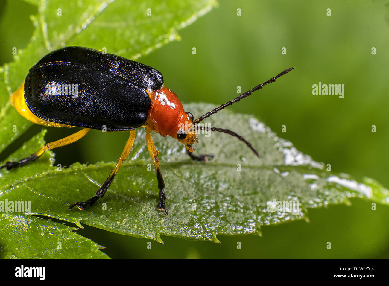 The beetle Stock Photo