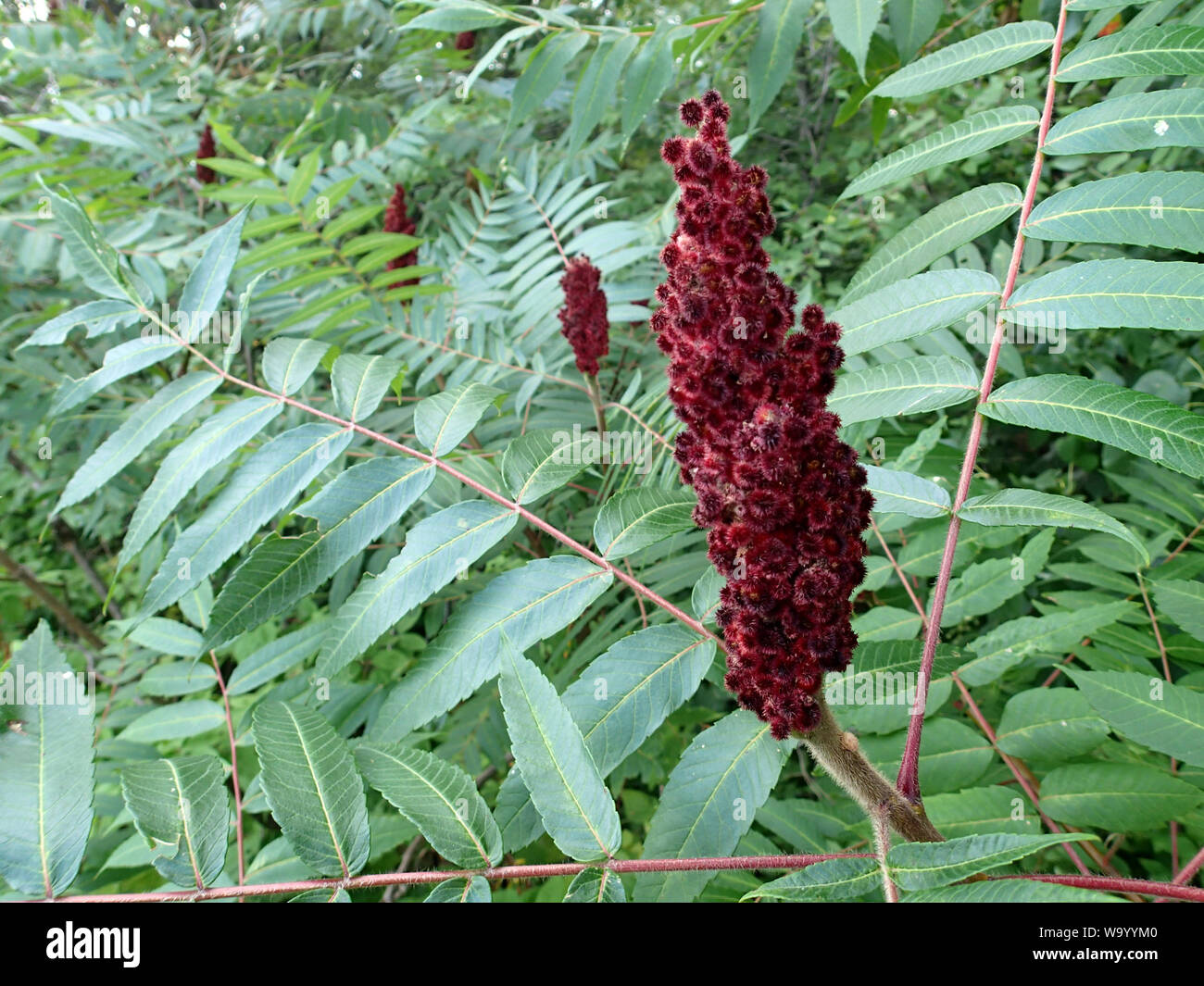 Wild Staghorn Sumac bloom with green leaves and blossoms in the background Stock Photo