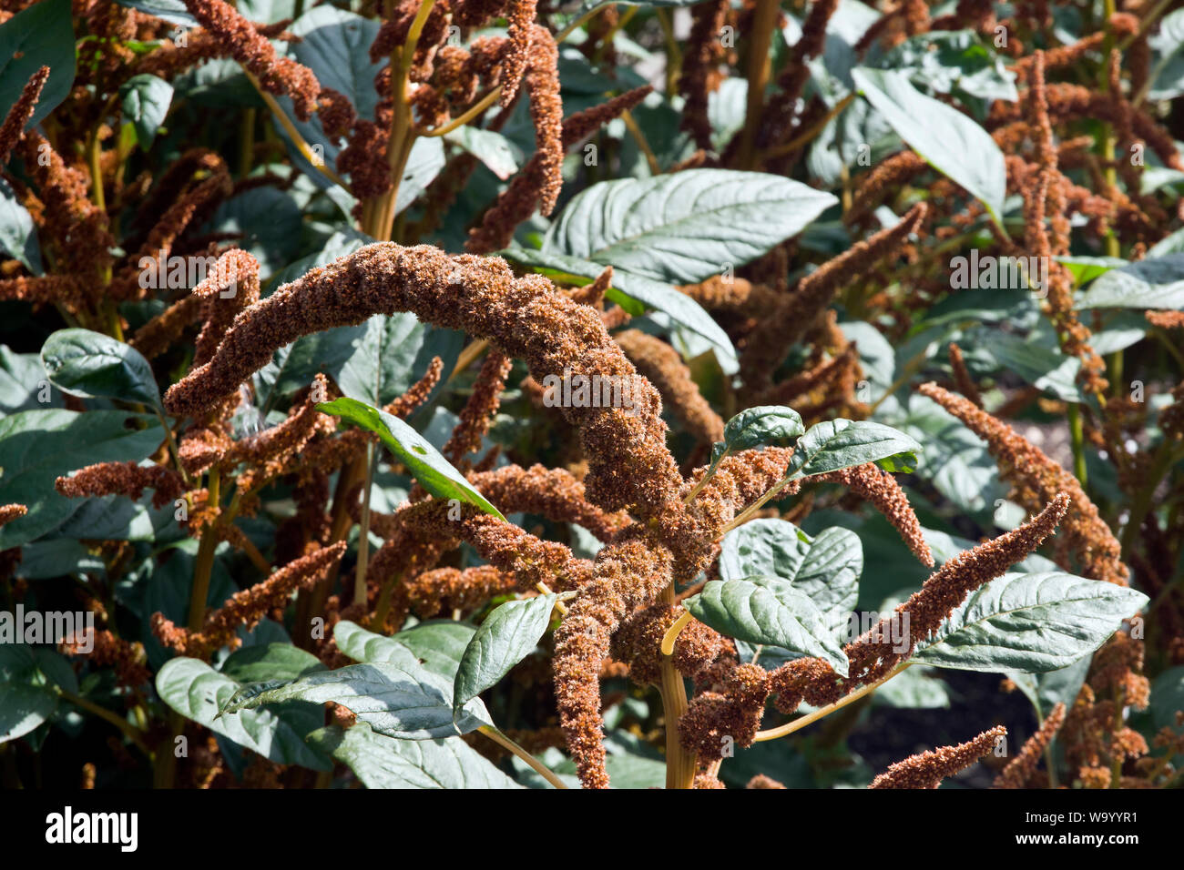 Amaranthus cruentus, 'Hot Biscuits' Stock Photo