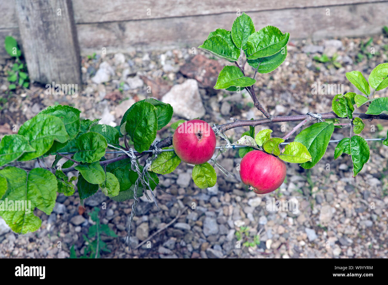 Apple Pig's Snout Stock Photo