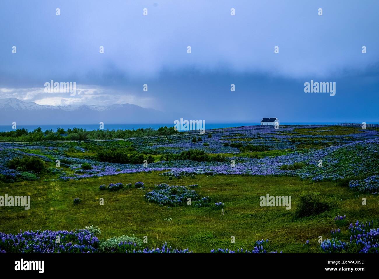 Grassy field with blue flowers and a building in the distance under a ...