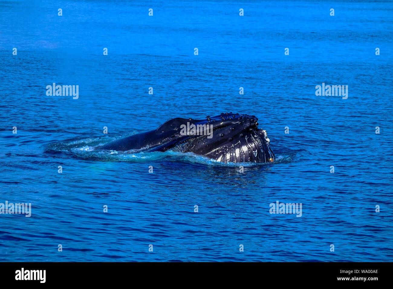 Outstanding shot of a humpback whale in the sea Stock Photo