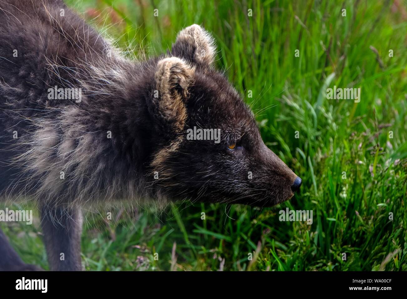 Closeup shot of Tasmanian devil marsupial in a grass field Stock Photo