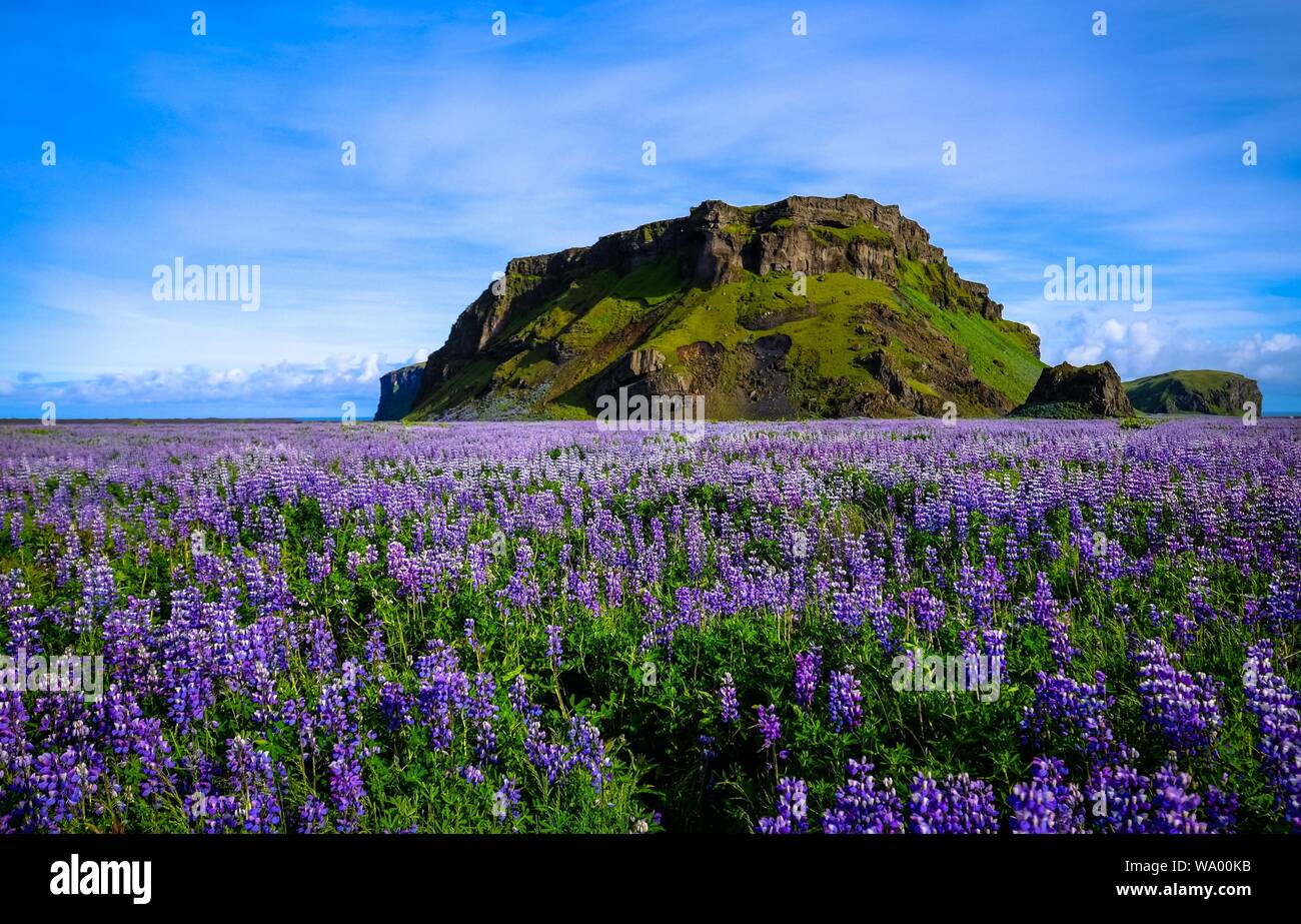 Purple flower field near a grassy mountain with blue sky in the