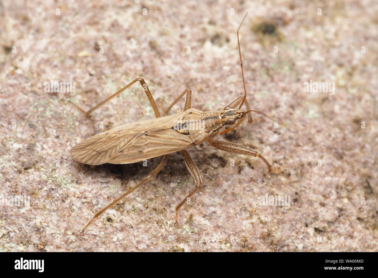 Field Damsel Bug (Nabis ferus) at rest on ground. Tipperary, Ireland Stock Photo