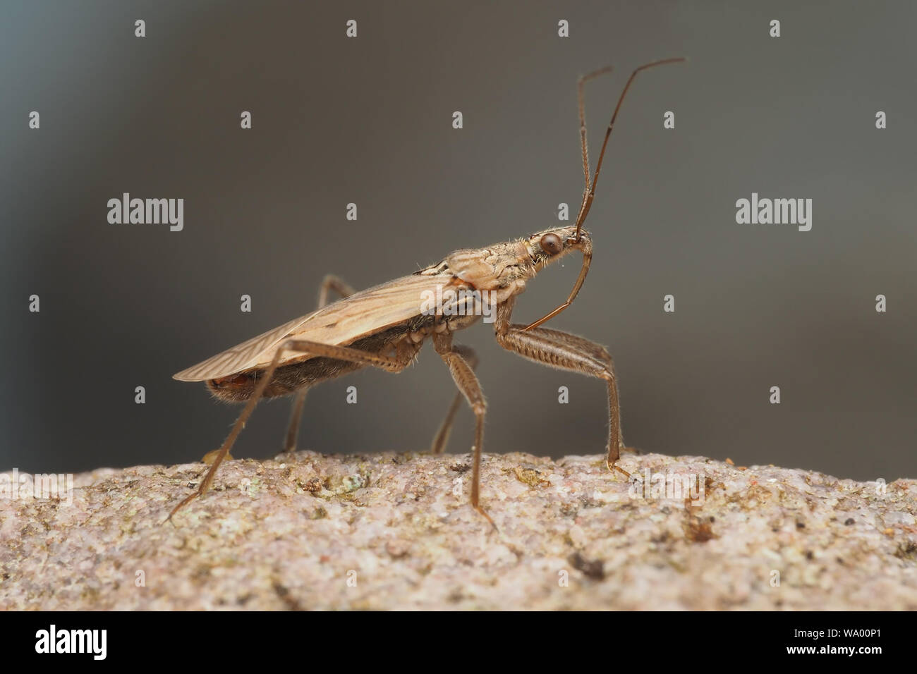 Field Damsel Bug (Nabis ferus) side view. Tipperary, Ireland Stock Photo