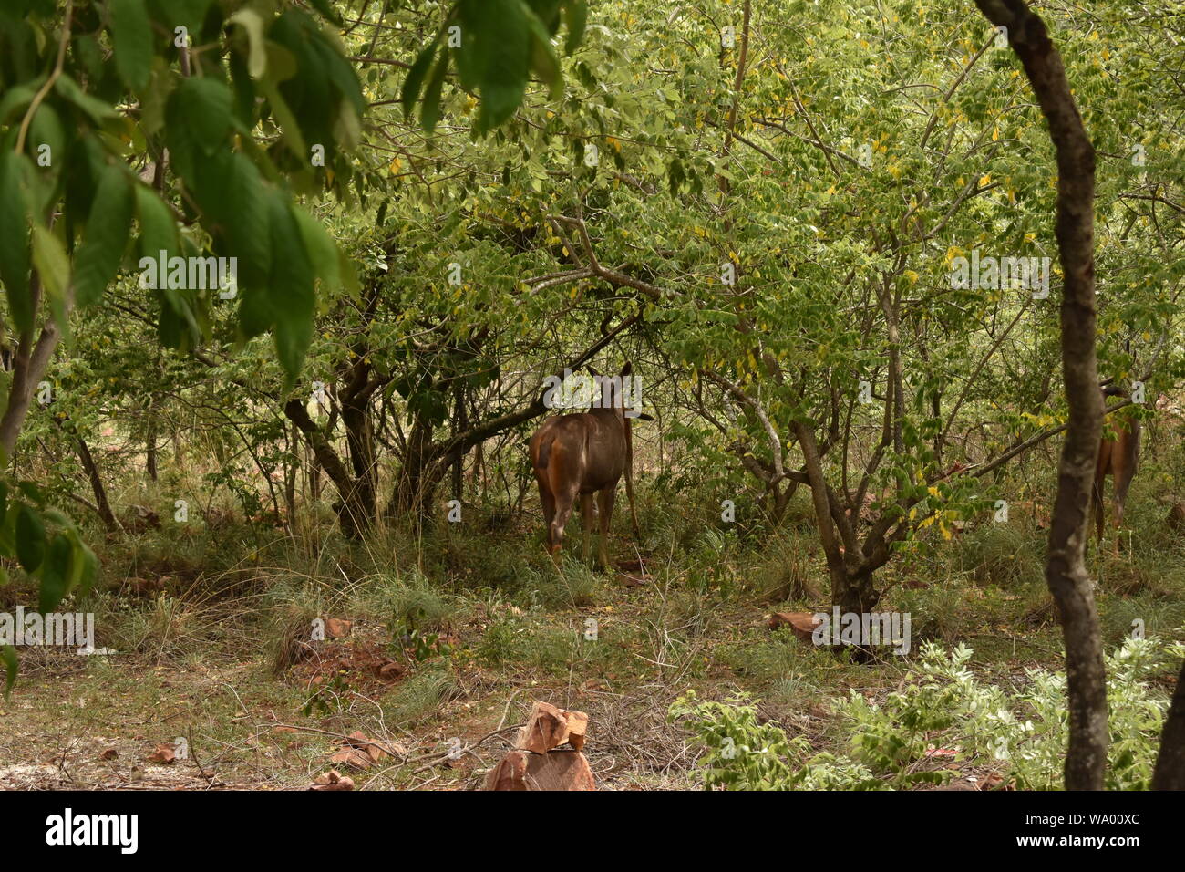 Two moose are walking towards trees in the forest Stock Photo