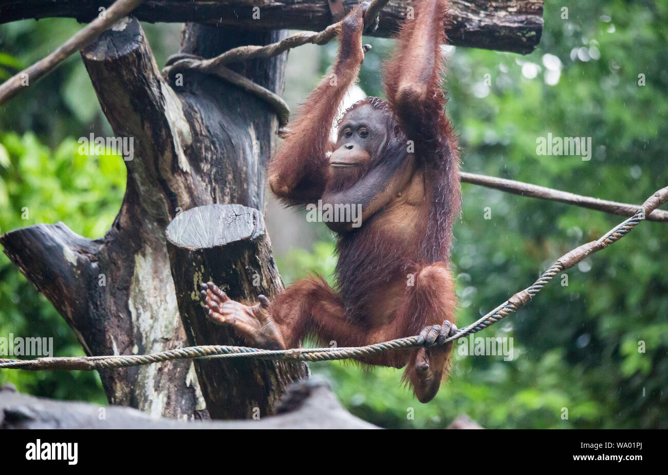 Portrait Of Male Bored Thoughtful Sad Orangutan In Wet Rainy Day 