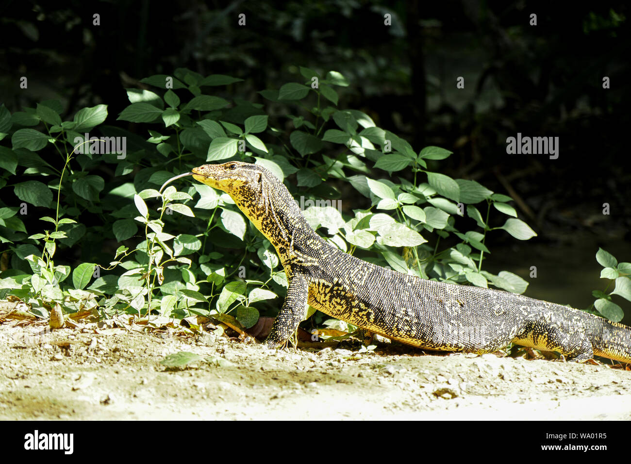 A Water Monitor found in West Thailand nearby the Erawan Nation Park. There are very big and colorful. Its from the Squamata family, Lizards. Stock Photo