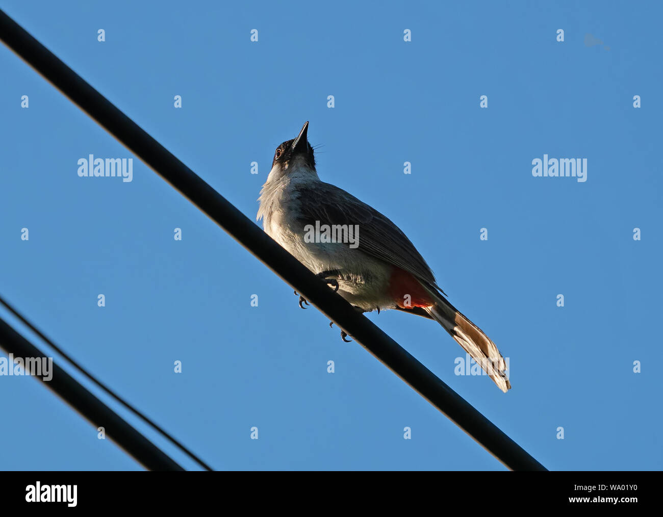 Closeup Sooty-Headed Bulbul Bird Perched on The Electric Wire Isolated on Blue Sky Stock Photo