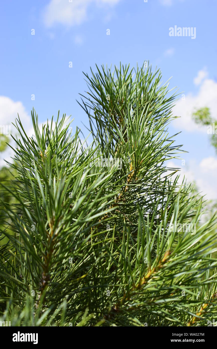 A branch of green pine with needles, on a summer day, against the sky ...