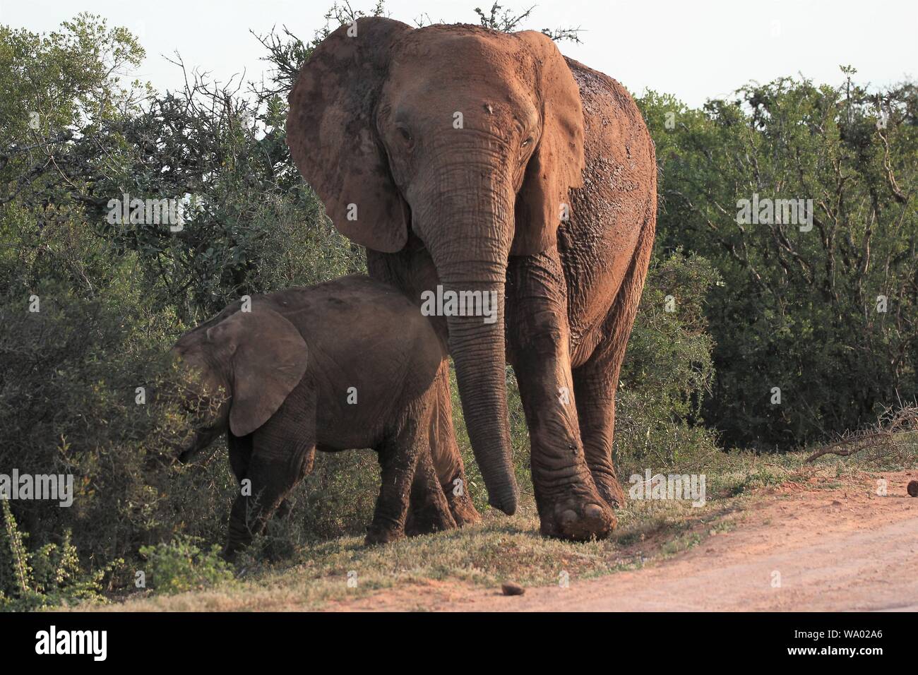 Mother and child of African Elephant  (Loxondonta africana) at Addo Elephant National Park, Eastern Cape, South Africa Stock Photo