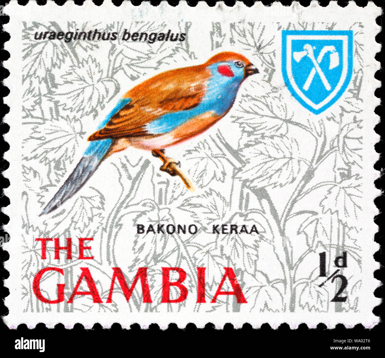 Red-cheeked Cordon-bleu, Bakono Keraa, Uraeginthus bengalus, postage stamp, Gambia, 1966 Stock Photo