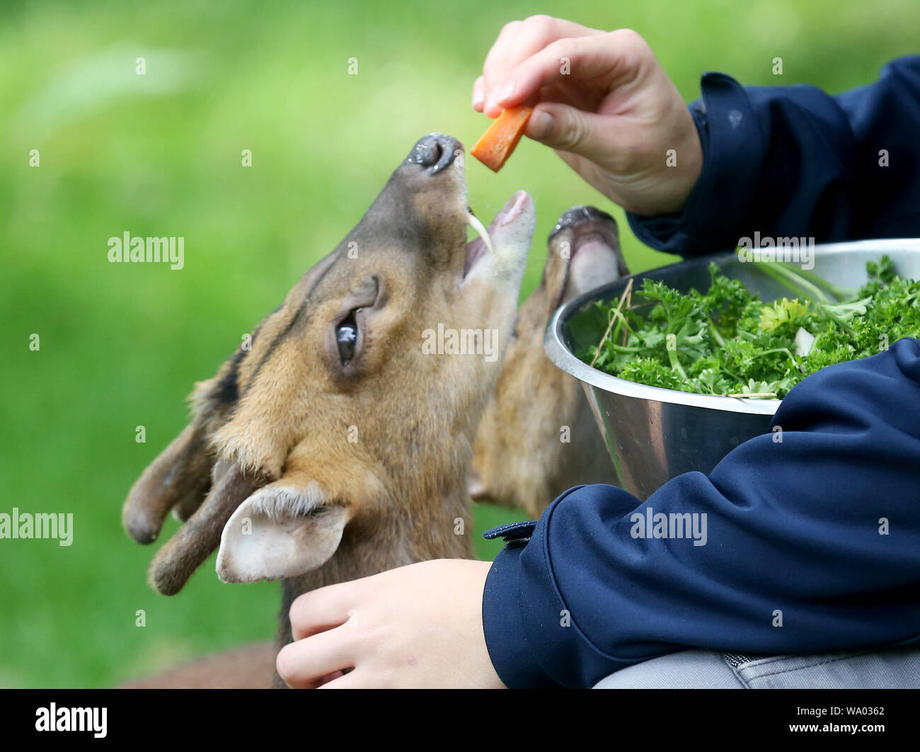 Duisburg, Germany. 16th Aug, 2019. A keeper in Duisburg Zoo feeds Chinese  muntjaks with a piece of vegetable. The animals, which are native to China  and Taiwan, only grow to around 90