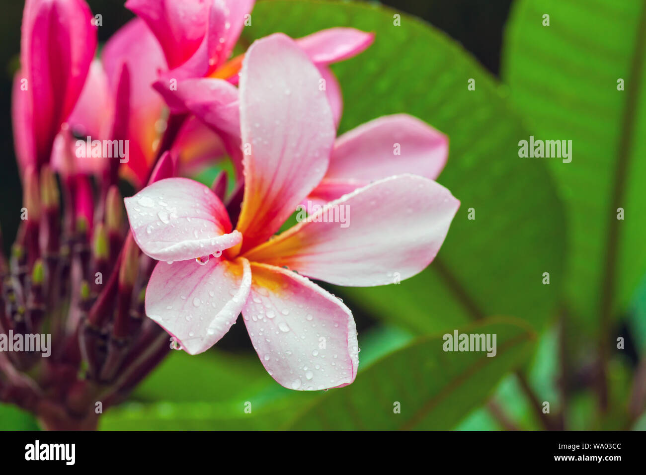 Pink tropical flower with dew on it. Plumeria is a genus of flowering plants in the dogbane family, Apocynaceae. Close-up background photo with select Stock Photo