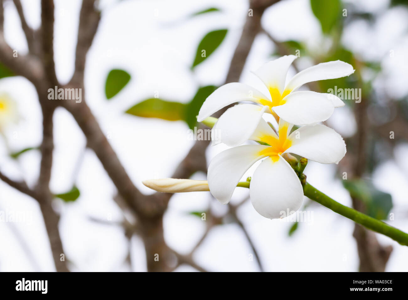 White tropical flowers with dew on it. Plumeria is a genus of flowering plants in the dogbane family, Apocynaceae. Close-up background photo with sele Stock Photo