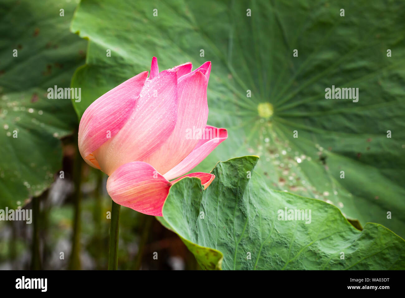 Pink waterlily bud. Lotus flower. Close-up photo with selective focus taken in Malaysian rainforest Stock Photo