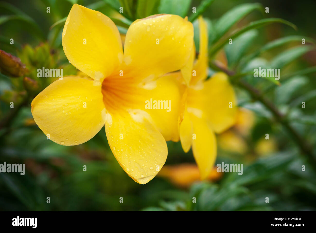 Allamanda yellow flowers, it is a genus of flowering plants in the dogbane family, Apocynaceae. Close-up background photo with selective focus taken i Stock Photo