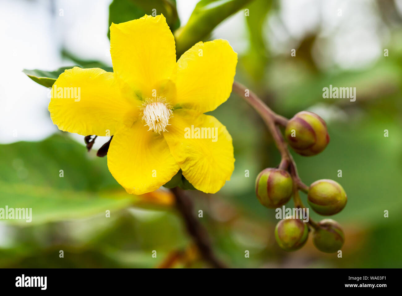 Yellow tropical flower and buds. Closeup background photo with